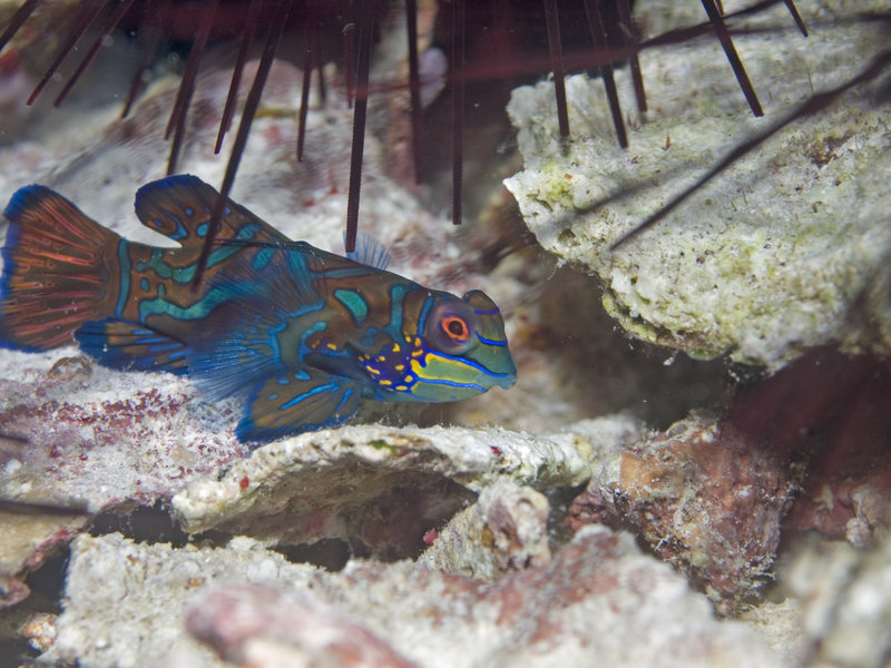 Mandarin Patch, Mandarin fish